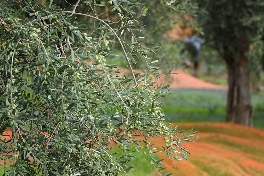 Realizzazione chiavi in mano di impianti di olivo